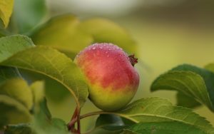 Opdag hemmelighederne ved Pigeon æbletræet
